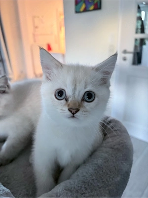 BKH Kitten reinrassig