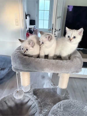 BKH Kitten reinrassig 
