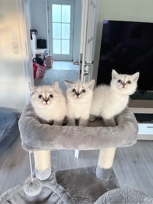 BKH reinrassig Kitten