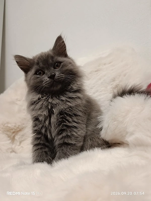 Reinrassige BLH Kitten Britisch Langhaar Kätzchen 