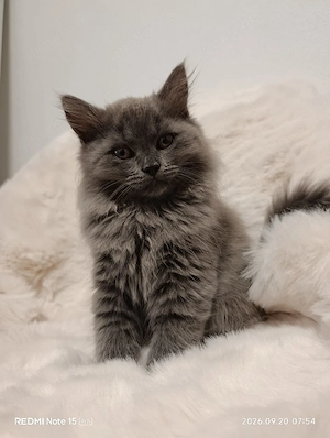 Britisch langhaar Kätzchen BLH Kitten ab sofort 