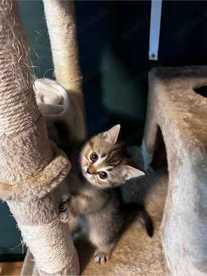 BKH kitten 