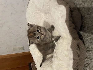 5 süße Maine Coon Mix kitten suchen ein neues Zuhause 