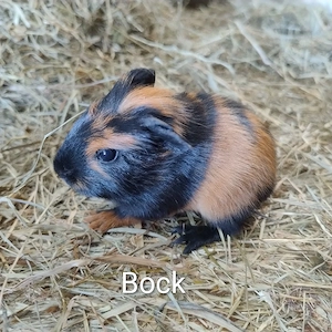Meerschweinchen Böcke Auswahl 