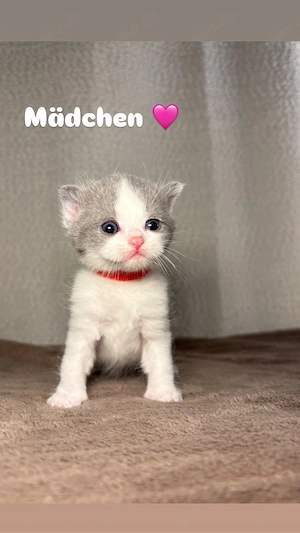 Bkh kitten britisch Kurzhaar 