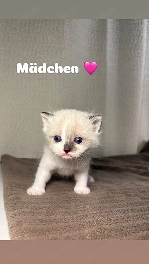Bkh kitten britisch Kurzhaar 