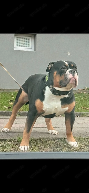 Old English Bulldog Rüde, 4 Jahre, Tricolor