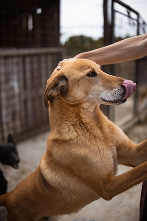 Bongo sucht ein warmes Körbchen