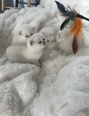 Zu verkaufen Bkh Kitten 