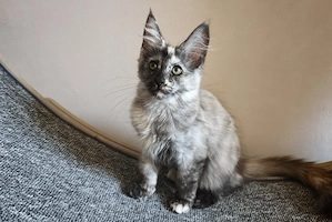 Typvolle Maine Coon kitten mit Stammbaum 
