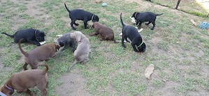 labrador welpen 