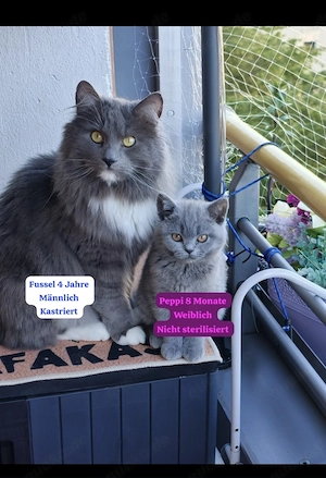 Maincoon Mix und eine BKH