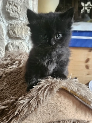 kleine Maine Coon Bärchen