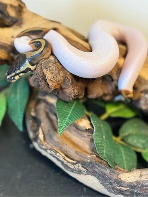 1.0 Königspython Piebald het.Albino #1 ENZ