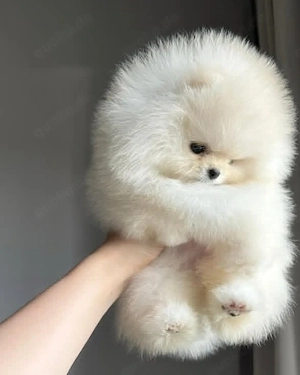 Pomeranian Zwergspitz Welpen