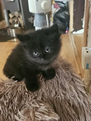 kuschelige kleine Maine Coon Kitten
