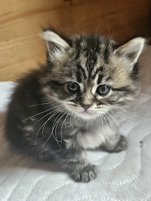 kuschelige kleine Maine Coon Kitten