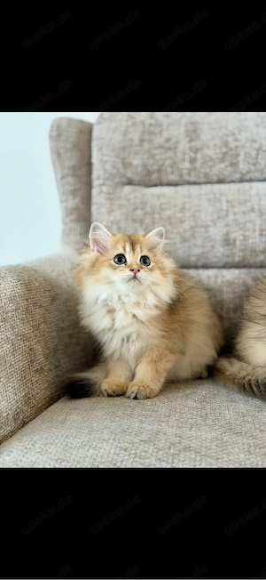 BKH BLH golden shaded Kitten abholbereit 