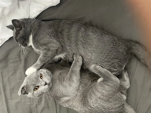 Zwei Katzengeschwister mit komplettem Katzenhaushalt suchen ein liebevolles Zuhause   
