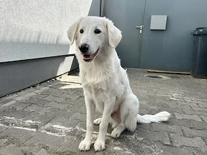 Liu sucht sein Zuhause
