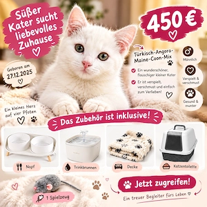  Süßer Türkisch-Angora-Maine-Coon-Mix Kater sucht liebevolles Zuhause 