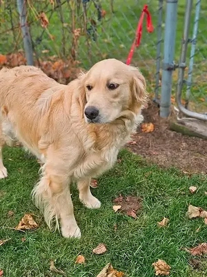 Premium Golden Retriever Puppies   Beautiful Bloodline & Exceptional Quality 