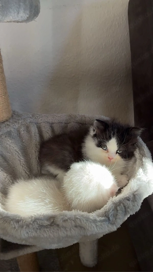 babykitten bkh 