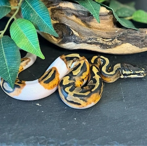 0.1 Königspython Piebald het.Albino #2 ENZ