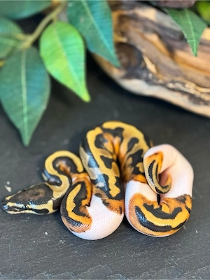 0.1 Königspython Piebald het Albino #4 ENZ