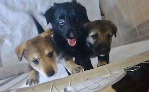Liebevolle Wolfshund-Schäferhund-Mischlinge suchen ihr Zuhause