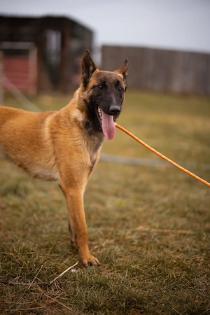Malinois Foxy sucht erfahrene Menschen 