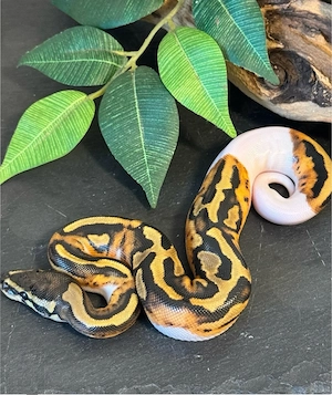 0.1 Königspython Piebald het Albino #5 ENZ