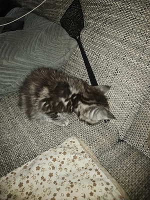 Bkh Perser Kätzchen 