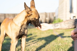 Malinois Roxy sucht erfahrene Menschen