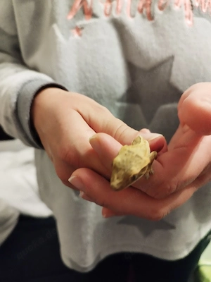 Krongeckos 4 stück zu verkaufen 