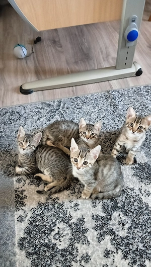 Kleine Kätzchen 