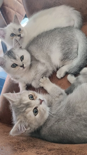 BKH  kitten