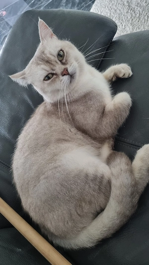 BKH  kitten Bild 10