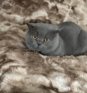 Reinrassige BKH kitten