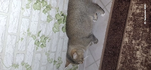 Kater zuverkaufen