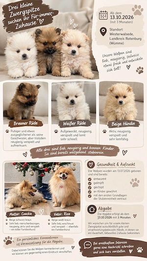 Pomeranian Welpen