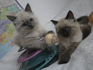 Wunderschöne Scottish Straight Kitten (Colorpoint) suchen ein Zuhause