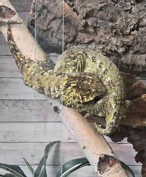 Paar leachianus Bayonnaise ,