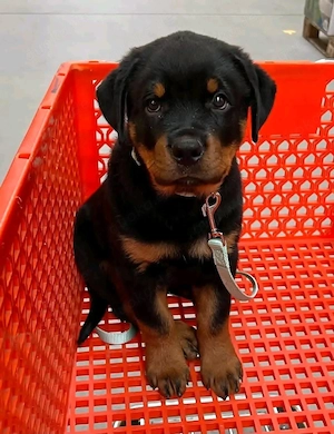 Premium Rottweiler-Welpen   Kräftige Abstammung & Hervorragende Qualität