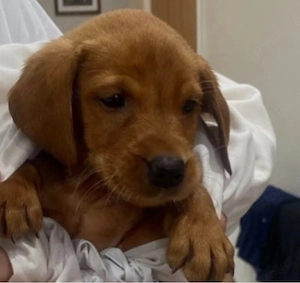 Süßer Labrador-Welpe sucht ein liebevolles Zuhause 