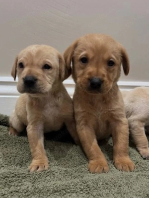 Süßer Golden Retriever Welpe   Liebevoll & Verspielt