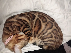Bengal katze abzugeben
