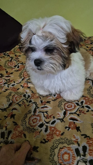 Shih Tzu Welpe 