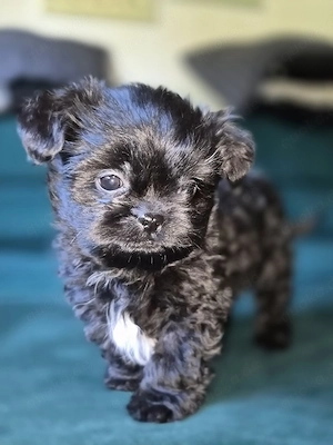 Bezaubernde Shih-Tzu Welpin (Weibchen) in gute und liebevolle Hände abzugeben 