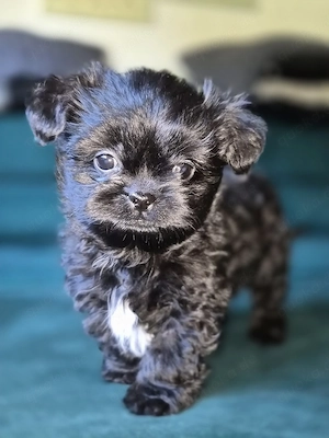 Bezaubernde Shih-Tzu Welpin (Weibchen) in gute und liebevolle Hände abzugeben 